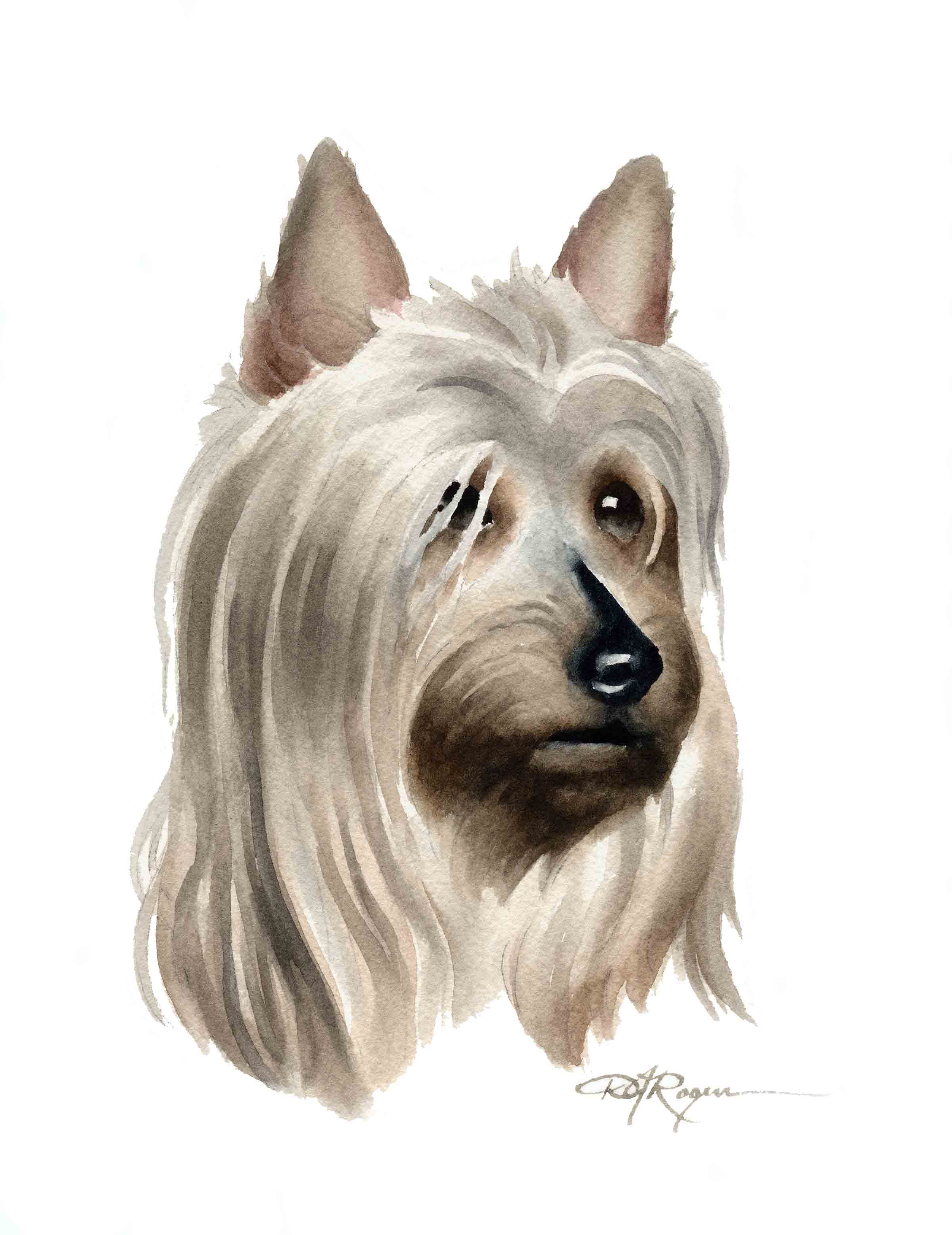 Silky Terrier Traditional Watercolor Dog Art Print by Artist DJ Rogers